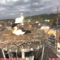 11_50-nest.jpg