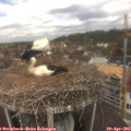11_55-nest.jpg