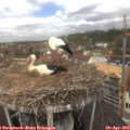 12_00-nest.jpg