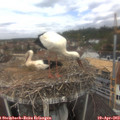 12_05-nest.jpg