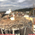 12_10-nest.jpg