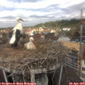 12_15-nest.jpg