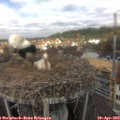 12_20-nest.jpg