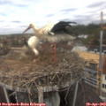 12_35-nest.jpg