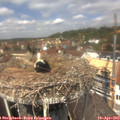 12_50-nest.jpg