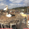 13_00-nest.jpg