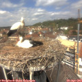 13_05-nest.jpg