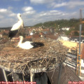 13_10-nest.jpg