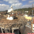 13_20-nest.jpg