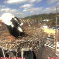 13_25-nest.jpg
