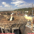 13_50-nest.jpg
