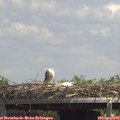 13_55-mast.jpg