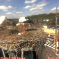 14_00-nest.jpg