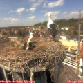 14_05-nest.jpg