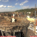 14_20-nest.jpg