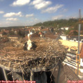 14_25-nest.jpg