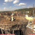 14_35-nest.jpg