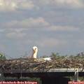 14_40-mast.jpg