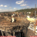 14_50-nest.jpg