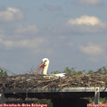 14_55-mast.jpg