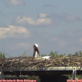 15_00-mast.jpg