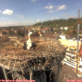15_00-nest.jpg
