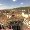 15_10-nest.jpg