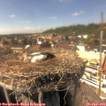 15_15-nest.jpg