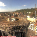 15_30-nest.jpg