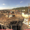 15_35-nest.jpg