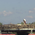 15_40-mast.jpg