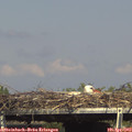 15_50-mast.jpg