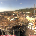 15_50-nest.jpg