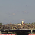 16_00-mast.jpg
