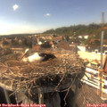 16_00-nest.jpg