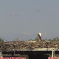 16_05-mast.jpg