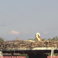 16_15-mast.jpg