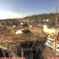16_15-nest.jpg