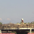 16_20-mast.jpg