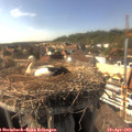 16_20-nest.jpg