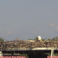 16_25-mast.jpg
