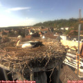 16_25-nest.jpg