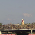 16_30-mast.jpg