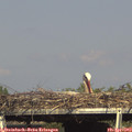 16_35-mast.jpg