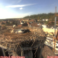 16_35-nest.jpg