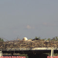 16_40-mast.jpg