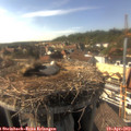 16_40-nest.jpg