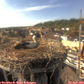 16_45-nest.jpg