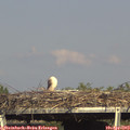 16_50-mast.jpg