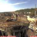 16_50-nest.jpg